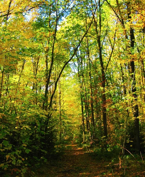 El hermoso bosque de otoño en colores amarillos brillantes —  Fotos de Stock