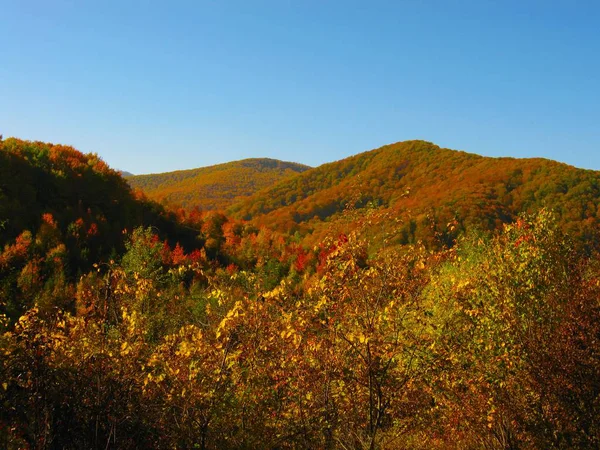 The beautiful autumn forest in bright yellow colors — Stock Photo, Image