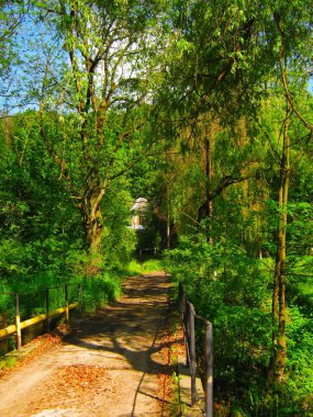 güzel bahar orman parlak yeşil renklerde görünümünü