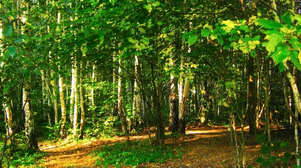 Uitzicht op het prachtige voorjaar bos in heldere groene kleuren — Stockfoto