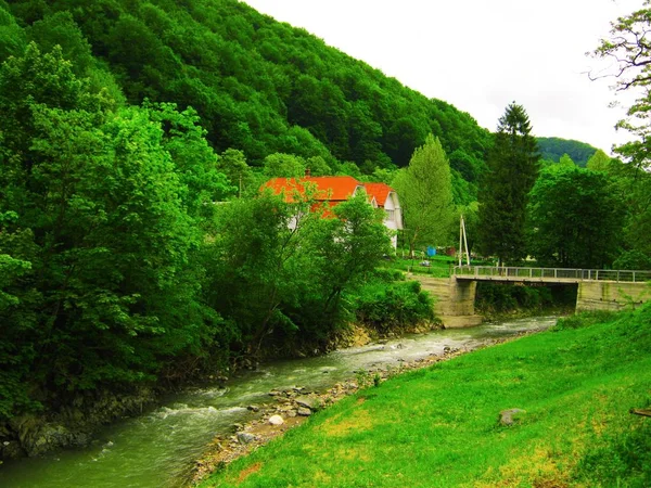 밝은 녹색 색상의 아름 다운 봄 숲의 보기 — 스톡 사진