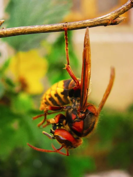Hornet mangia vespa appesa a un piede su un ramo da vicino — Foto Stock