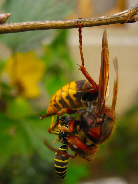 Hornet mangia vespa appesa a un piede su un ramo da vicino — Foto Stock