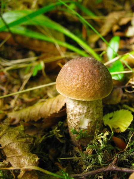 Close-up, belo cogumelo comestível crescendo na floresta — Fotografia de Stock
