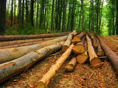 ormansızlaşma, kesilen günlükleri ve ormandaki yaşlı bir buldozer