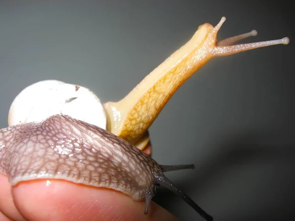 Close-up van twee kleine slakken op de hand van een vrouw — Stockfoto