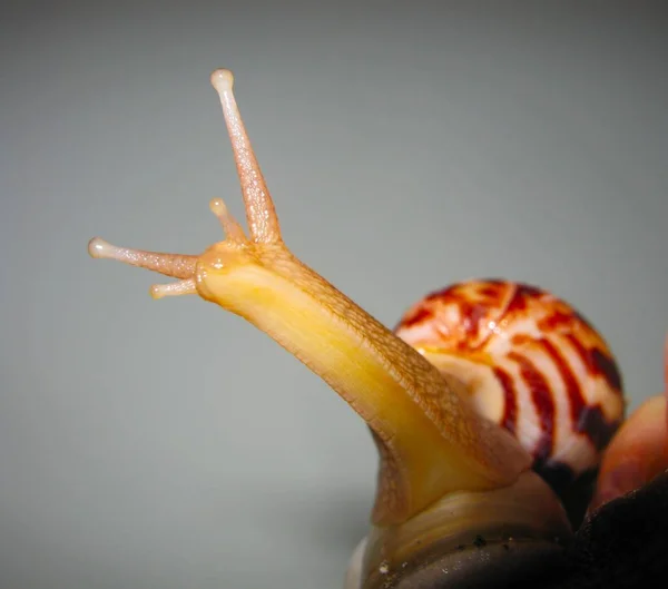 Un pequeño caracol en la mano de una mujer de cerca —  Fotos de Stock