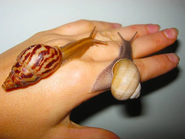 Deux petits escargots sur la main d'une femme gros plan — Photo