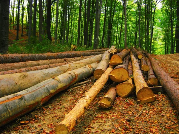 Ontbossing, gekapte logs en een oude bulldozer in het bos — Stockfoto