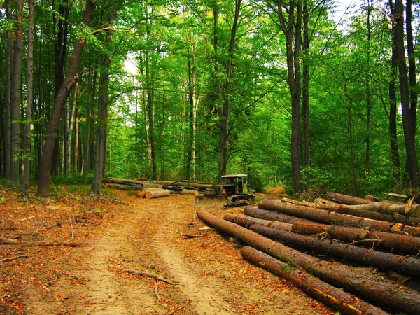 ormansızlaşma, kesilen günlükleri ve ormandaki yaşlı bir buldozer