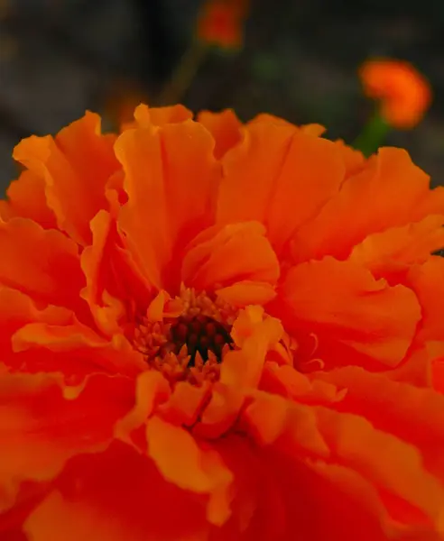 Belo outono flor de laranja calêndula de perto — Fotografia de Stock