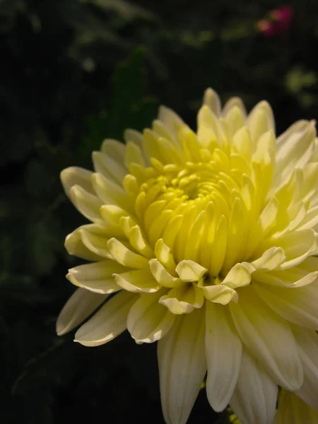 Belle automne fleur blanche chrysanthème gros plan — Photo