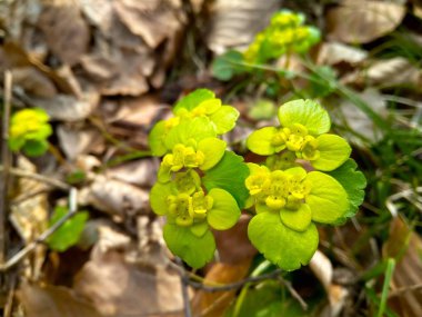 çok güzel sarı bahar çiçegi ormandaki yakın çekim