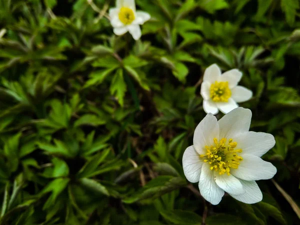 Bella primavera bianca fiore di anemone selvatico nella foresta da vicino — Foto Stock