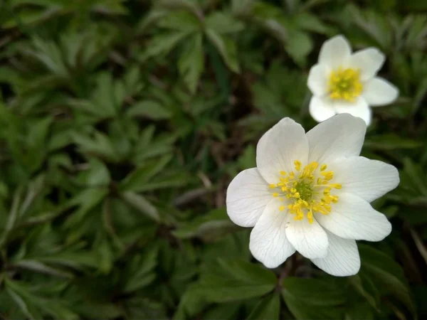 Vacker vit vår vilda anemone blomma i skogen nära upp — Stockfoto