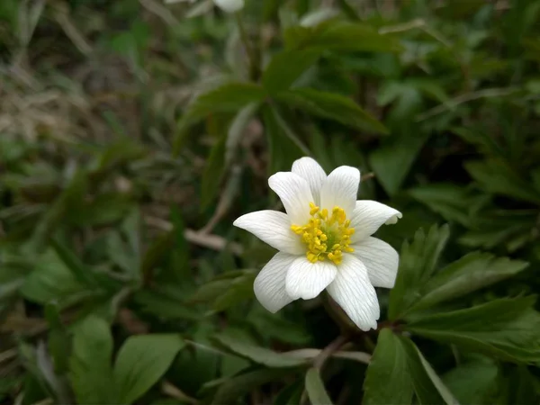 Beautiful white spring wild anemone flower in the forest close up — Stock Photo, Image