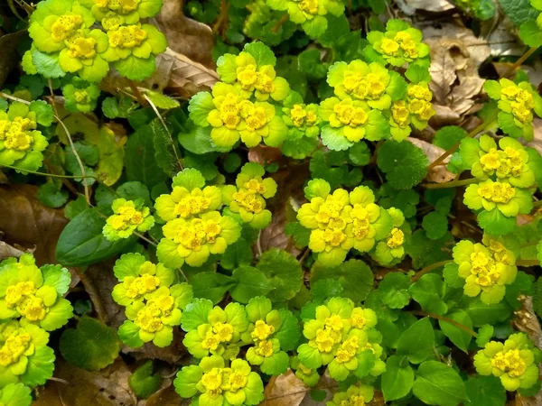 Muchas hermosas flores silvestres de primavera amarilla en el bosque de cerca —  Fotos de Stock