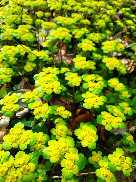 Многие красивые желтые весенние дикие цветы в лесу крупным планом — стоковое фото