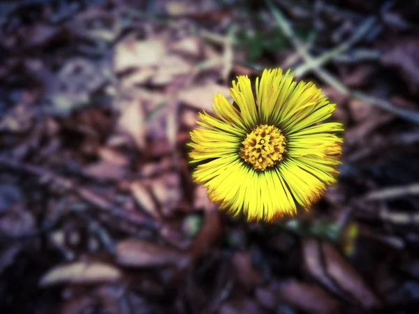 Hermosa flor salvaje de primavera amarilla en el bosque de cerca —  Fotos de Stock