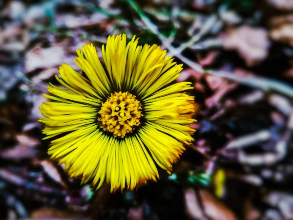 Schöne gelbe Frühlingswildblume im Wald aus nächster Nähe — Stockfoto