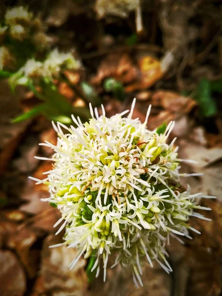 Hermosa flor silvestre primavera en el bosque de cerca —  Fotos de Stock