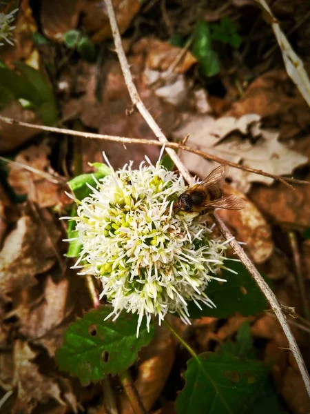 Hermosa flor silvestre primavera en el bosque de cerca —  Fotos de Stock