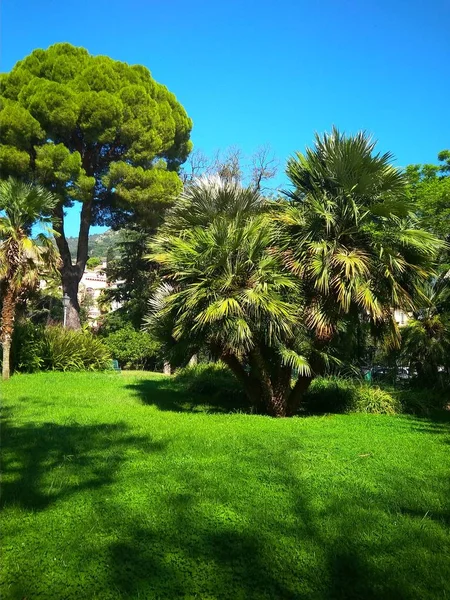 Mooi groen park met palmbomen in Italië — Stockfoto