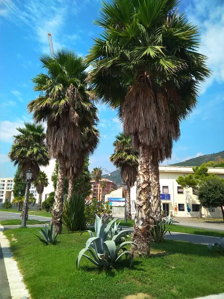 Belo parque verde com palmeiras na Itália — Fotografia de Stock