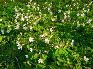Güzel orman çiçekleri parlak yeşil yaprakları güneşin doğuşunu