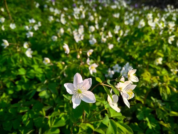Belles fleurs de forêt avec des feuilles vert vif au lever du soleil — Photo