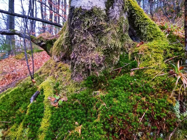 Tronco de árvore grande com belo musgo verde close-up — Fotografia de Stock