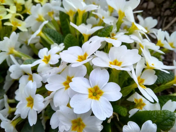 Premières fleurs d'onagre fleurissant dans le jardin close up — Photo