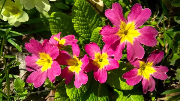 Första primrose blommorna blommar i trädgården närbild — Stockfoto