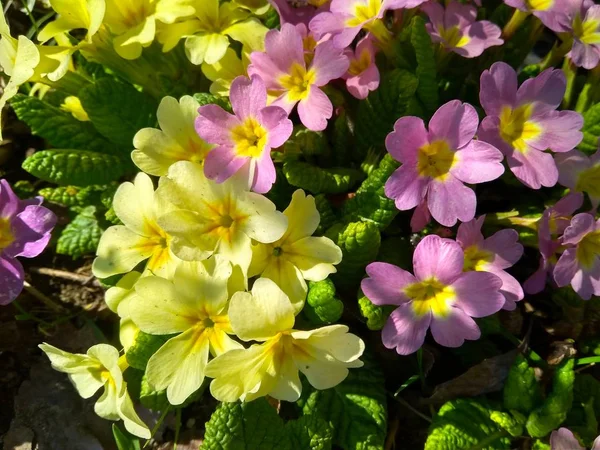 Första primrose blommorna blommar i trädgården närbild — Stockfoto