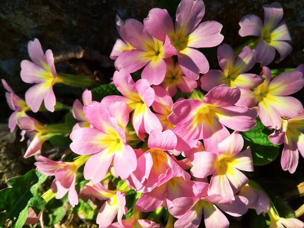 Första primrose blommorna blommar i trädgården närbild — Stockfoto