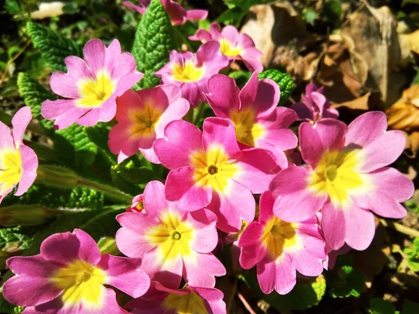 Första primrose blommorna blommar i trädgården närbild — Stockfoto