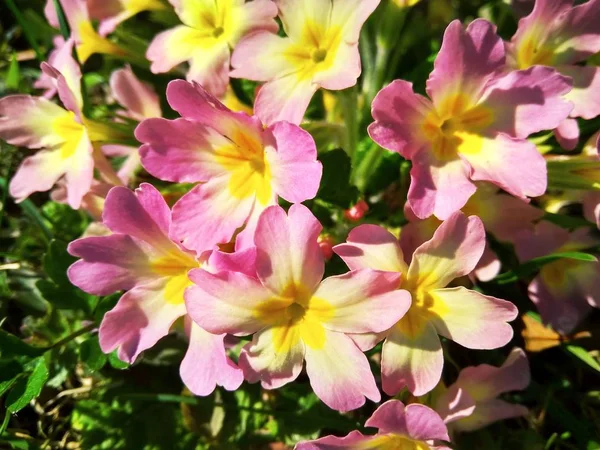 Första primrose blommorna blommar i trädgården närbild — Stockfoto