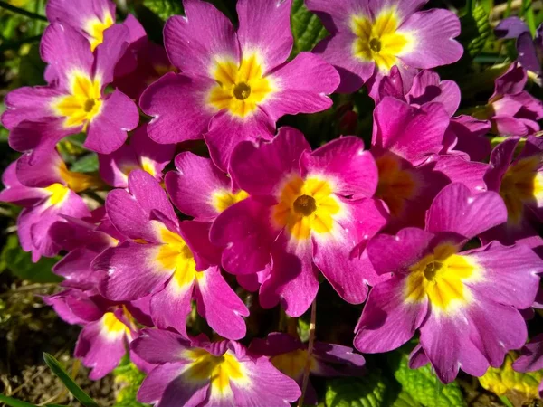 Primeiras flores prímula florescendo no jardim de perto — Fotografia de Stock