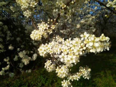 Dalda bahar çiçeklenme beyaz çiçekler, yakın yukarı