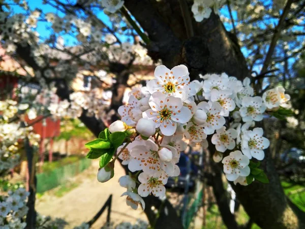 Jarní kvetení bílých květů na větvi, zblízka — Stock fotografie