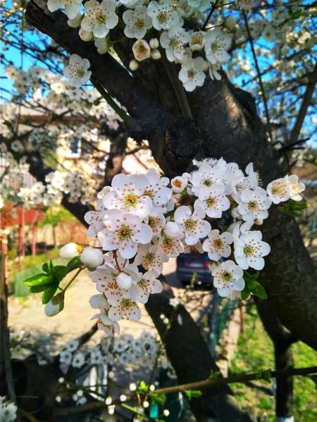 Frühling blühende weiße Blumen auf dem Zweig, Nahaufnahme — Stockfoto