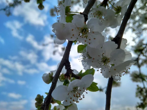 枝に咲く春の白い花、クローズアップ — ストック写真