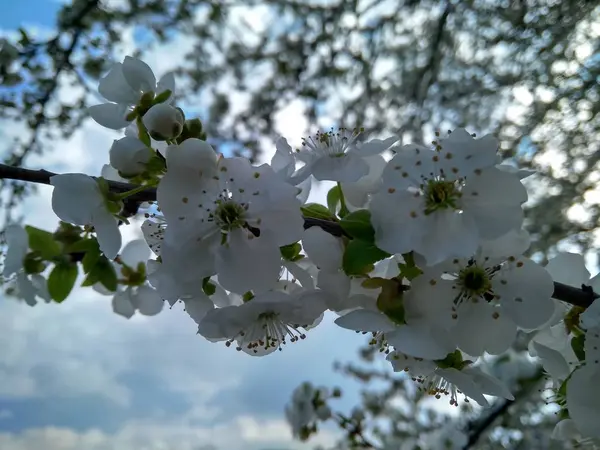 Primavera florescendo flores brancas no ramo, close-up — Fotografia de Stock