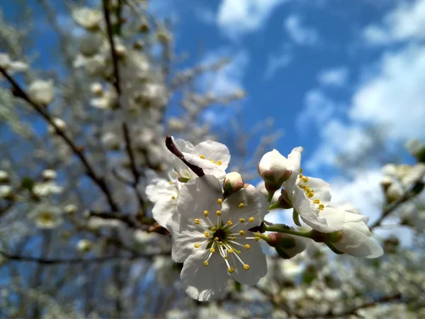 Primavera florescendo flores brancas no ramo, close-up — Fotografia de Stock