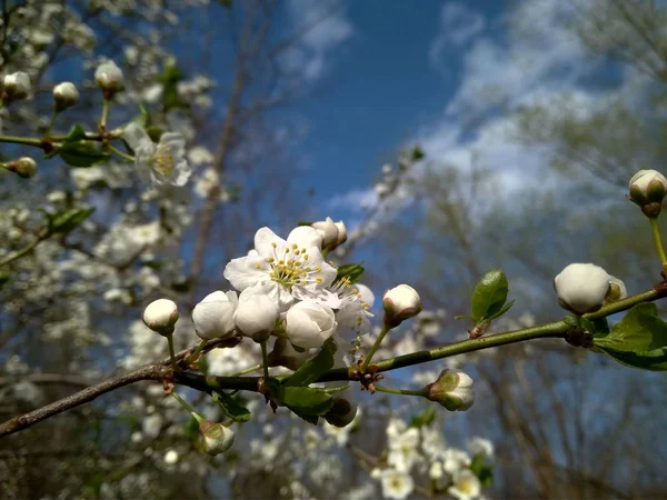 Flores blancas florecientes de primavera en la rama, de cerca — Foto de Stock