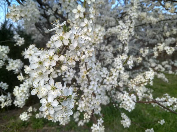Wiosna kwitnące białe kwiaty na gałęzi, zbliżenie — Zdjęcie stockowe