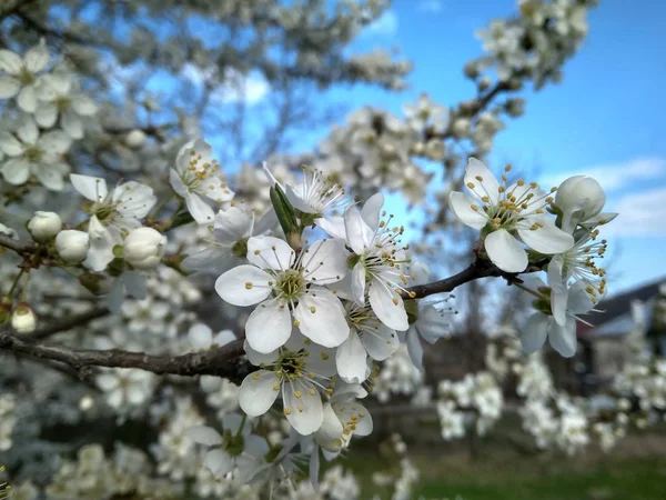 Flores blancas florecientes de primavera en la rama, de cerca —  Fotos de Stock