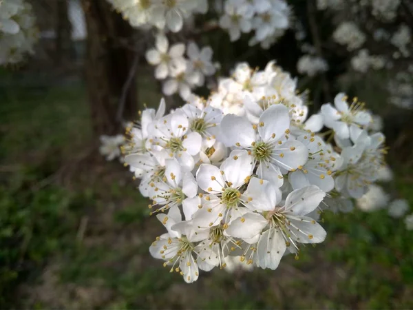 Flores blancas florecientes de primavera en la rama, de cerca —  Fotos de Stock