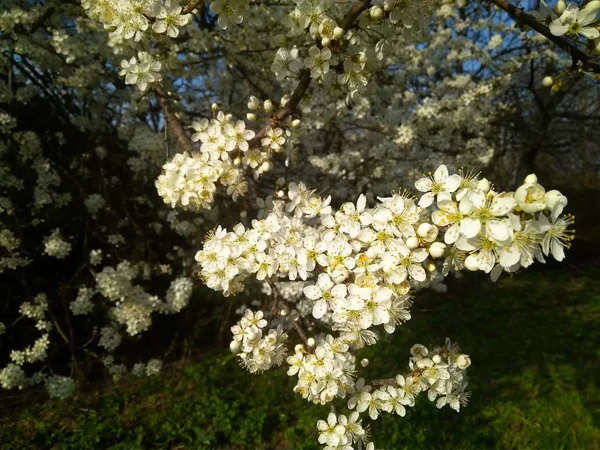 Spring blooming white flowers on the branch, close up — Stock Photo, Image