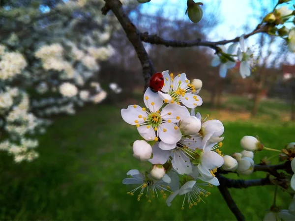 Flores blancas florecientes de primavera en la rama, de cerca — Foto de Stock